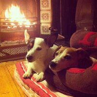 Mr Inch Jack Russell(@MrInch) 's Twitter Profile Photo