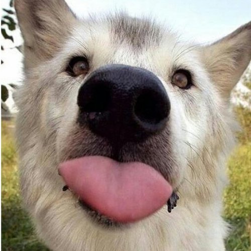 GadoWoof's profile picture. Who is afraid of the big bad wolf?