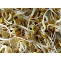 BROTES PARA EMPLATAR MAIZ, FRIJOL,TRIGO,ALVERJA,QUINOA,HINOJO, PUERRO, FENUGRECO MAS DE 15 VARIEDADES