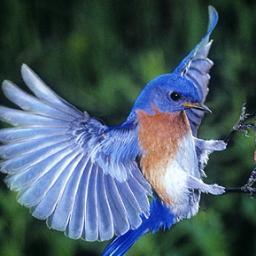 4Chimalis's profile picture. lover of: gardening, veggies, wild life, sunny beaches,warm weather, home, family, vapping