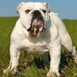 UGAFightSong's profile picture. Georgia's New Fight Song:  Bulldawgs A Tribute to the University of Georgia by The John King Band