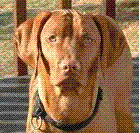 jkish1's profile picture. Lover of:  Music, Martha's Vineyard, Vizslas, Information, and above all, my Family.

~He not busy being born is busy dying.~