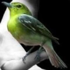 Em 2013, vc vai ver passarinho verde qdo quiser... Basta vc querer!!! 

[Acesse o site e fique sabendo desta novidade]