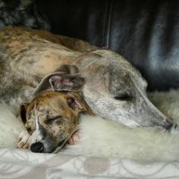 _Fnuggen's profile picture. 