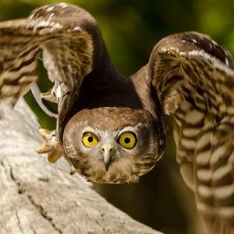 aciddu's profile picture. sa dormim putin...