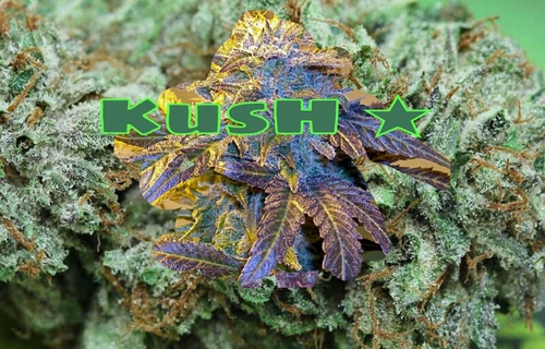 FenkelIdoe's profile picture. Go FOLLOW @ieshaOFFICIAL @BoosieOFFICIAL @BadAzzEnt @BET @JTHEMESSENGER