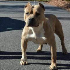 We are an ABKC/RKC kennel in N.C.All our dogs are bred for show and companion dogs NOT FIGHTING! we always have something new and upcoming in our kennel!