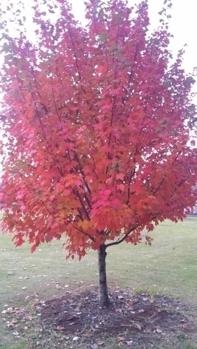 sass_supersonic's profile picture. 