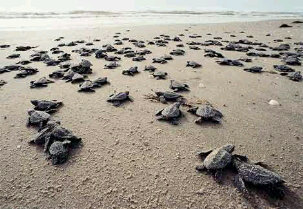 I help turtle♥