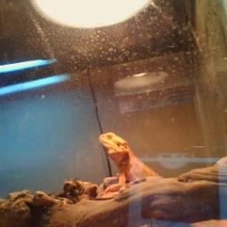 pet of @RietzJ #taken by crickets. sooo tasty