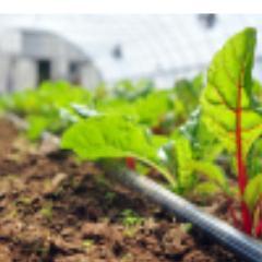 Raising a diversity of produce and optimizing the nutrient composition of our soil. Providing flavorful foods to #local markets.