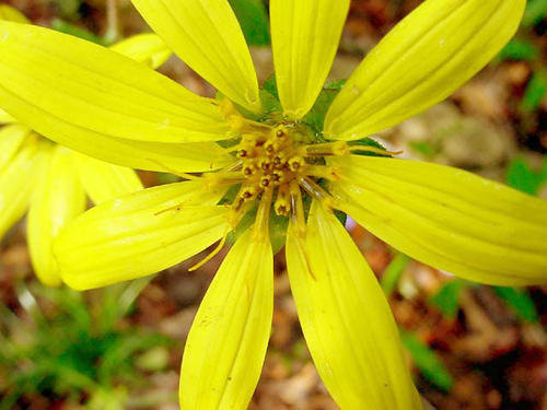 The Hernando Chapter of the Florida Native Plant Society-preserving, conserving, and restoring native plants.