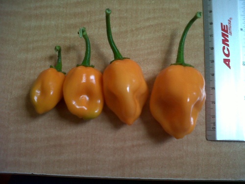 Proyectos Agrícolas y Pesqueros Del Norte
Agricultura Orgánica en Invernadero
Chile Habanero - Papaya 
http://t.co/38aKt9GT