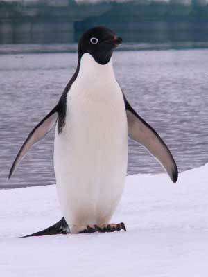 A mother-fuckin rager at heart. I love pie and penguins. If the truth is a lie, then what is the truth? #MindFucked #Hashtagsareannoying #Hypocrite