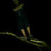 Putra thomchat (@putra_thomchat) Twitter profile photo