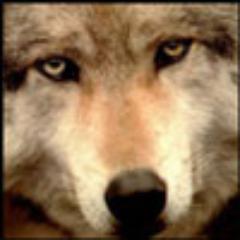 awolfcf's profile picture. 