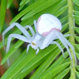 @leafspider