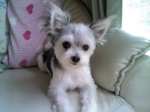 kayumi1965's profile picture. ワンコ大好き、野球観戦大好きのまったりしたい人間です。