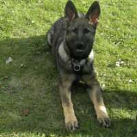 LunaDiny's profile picture. 