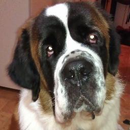 Blogging about all things St Bernard related in honor of the hairy house slug lovers all over the world! http://t.co/FqC32uYpzI