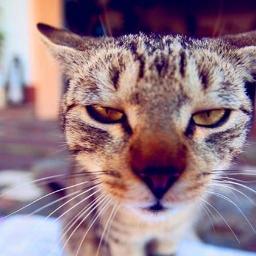 Java, common lisp, objective-c, python, haskell, emacs, TouchPal iOS InputMethod