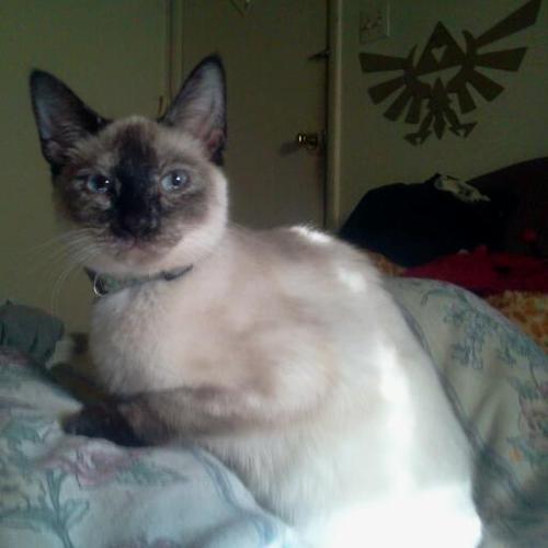 kahluathekitty's profile picture. Former Stray. Loves tuna + Bumbo chairs. I have an awesome Q-Tip collection. Proud #wlf comrade + member of #PinkAngels!