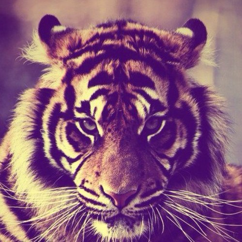 rechitskiy's profile picture. Irkutsk