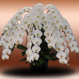 博多中洲花屋 Abcフラワー 中洲本店 Abcflower0269 Twitter 博多中洲花屋 Abcフラワー 中洲本店 Abcflower0269 Twitter