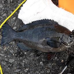 東京タワーと同じ年です。
趣味は釣りとドライブとトイガン収集です。