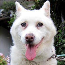 犬派。