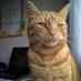Alfie Hall (@alfiethe_cat) Twitter profile photo