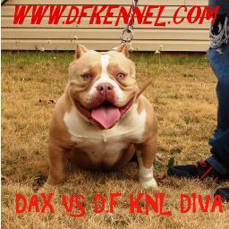dfkennels's profile picture. 
