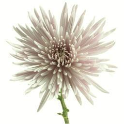 ShawMadpop1's profile picture. 