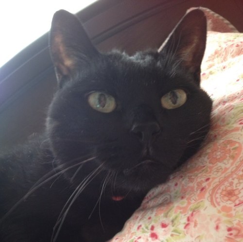 rs2929_mouri's profile picture. 