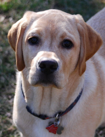 Dog lover and friend to all.