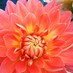 Angie Rosa (@tweety7568) Twitter profile photo