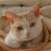 週末はパラグライダーで茨城近辺の空を飛んでる猫好き地ビール好きの盲導犬PW。