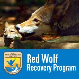 The mission of the USFWS's Red Wolf Recovery Program is working with others to conserve, protect and enhance the endangered red wolf.  RTs don't = endorsement.