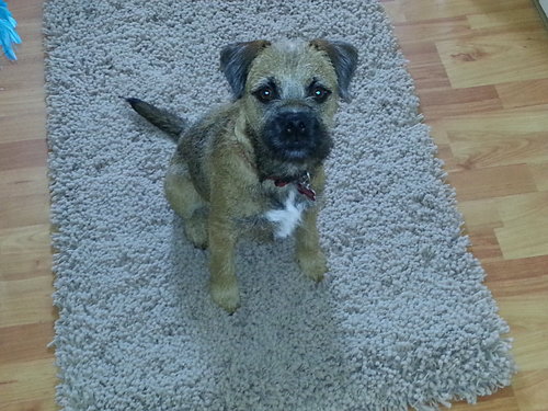 I'm Oscar! Born in Feb 12 I love bouncy balls, chasing birds, destroying toys and hiding under my human sisters bed! I will do anything for a.doggy sweetie!