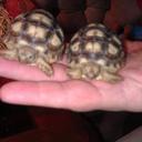 shannon corn - @snazzyvito - Twitter