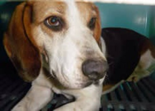 Freedom is the beagel that has been roaming tillsonburg since november, we have tried to catch, vet and  adopt her, HELP US BRING HER HOME!