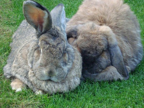 calmorrissey's profile picture. 