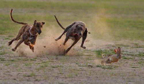 Todo sobre el apasionante mundo de los galgos.