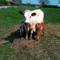 MB Farms (@mbfarmskent) 's Twitter Profile