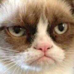 Paolandrea74's profile picture. miauuuu