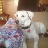 Steve Duda (@steveduda2) 's Twitter Profile