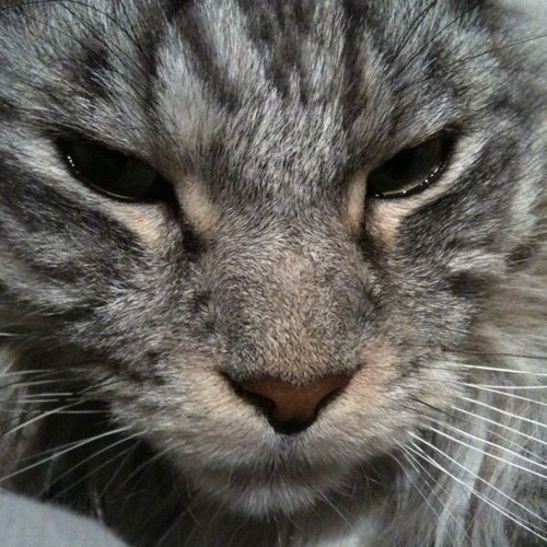 Meow