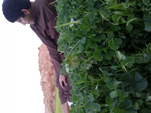 shosho10fa's profile picture. 