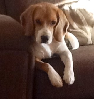 Im almost 2, living in Leeds and enjoy all the usual Beagle games, chasing, sniffing, eating, running away, more chasing, more eating and cuddling.