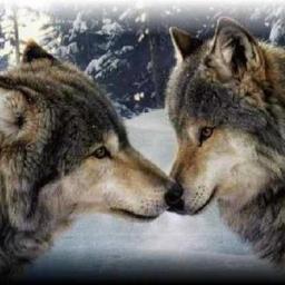 Movimiento mundial ciudadano para parar la crueldad hacia los animales.Protégelos.Firma y ayuda.We are a global citizen movement to stop cruelty to animals.Sign